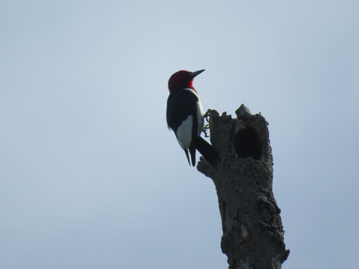 Red-headed Woodpecker - ML64398771