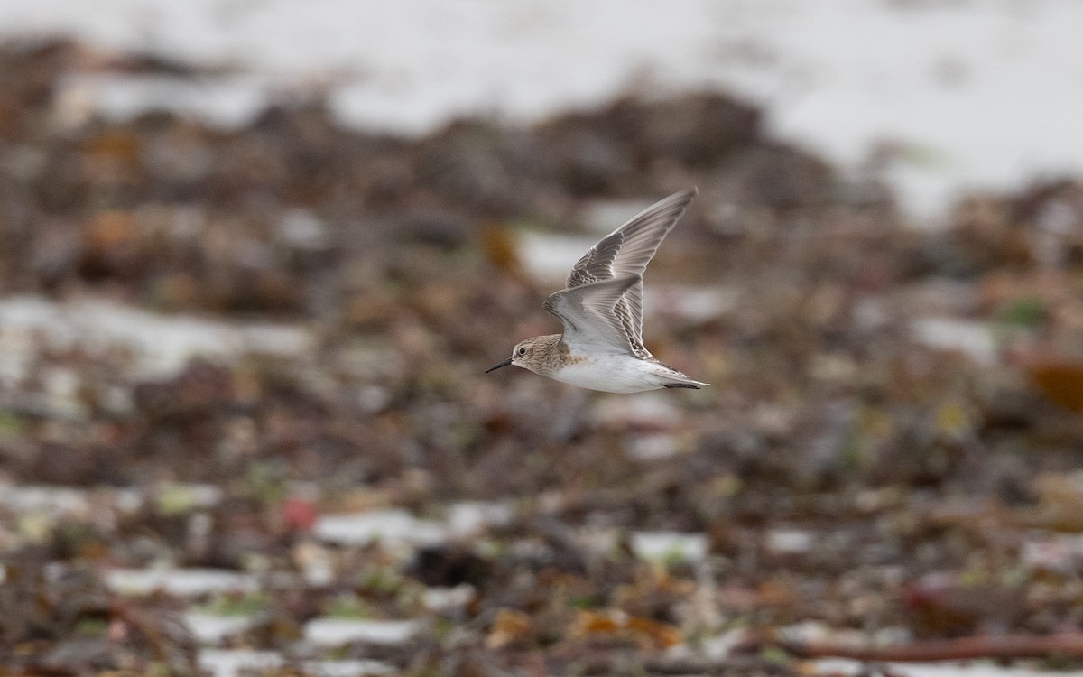 Baird's Sandpiper - ML643987719