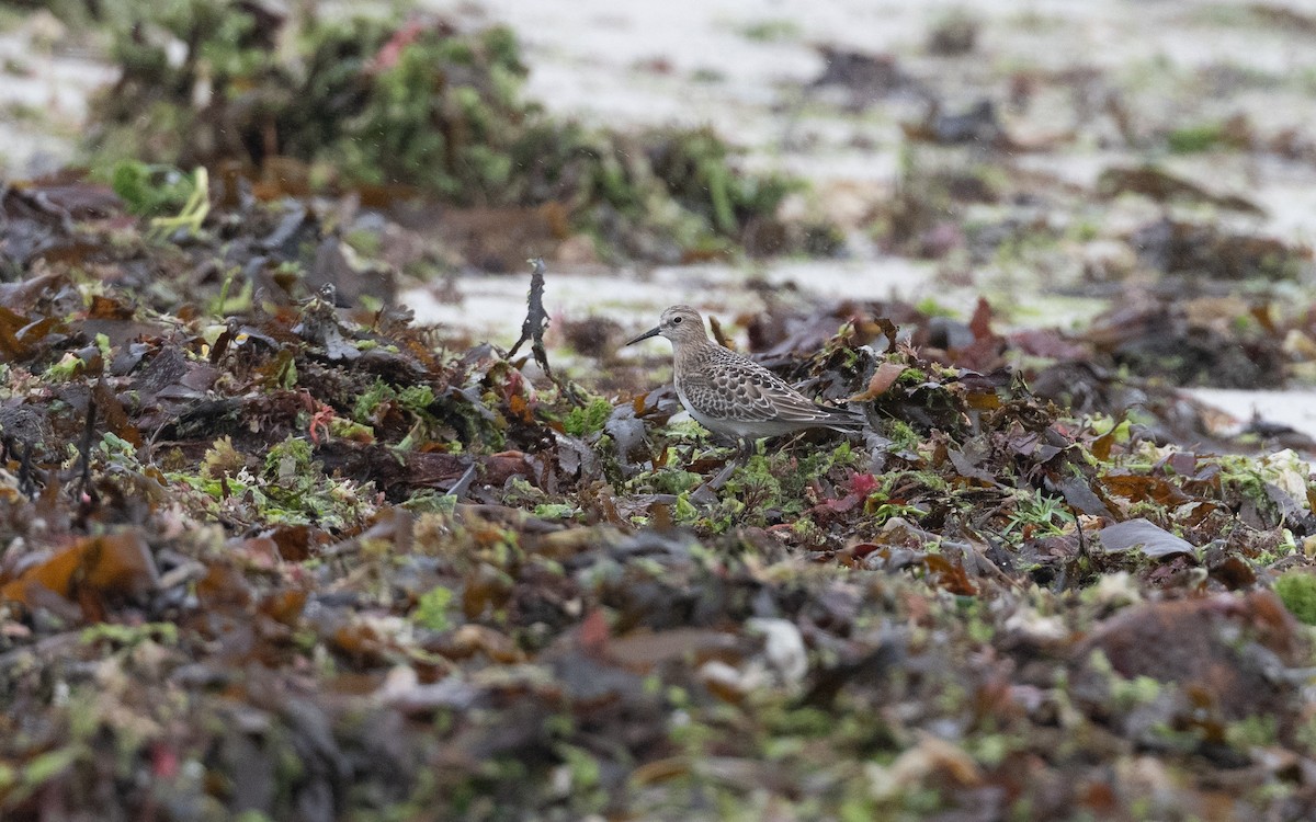 Baird's Sandpiper - ML643987720