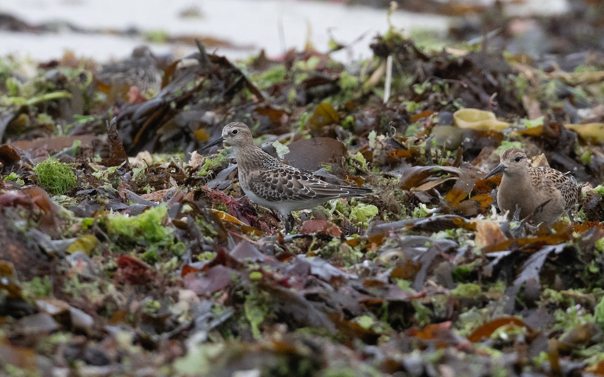 Baird's Sandpiper - ML643987721