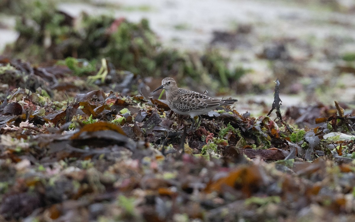 Baird's Sandpiper - ML643987722