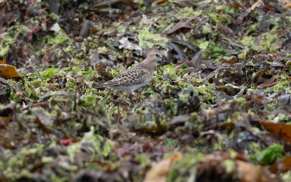 Baird's Sandpiper - ML643987723