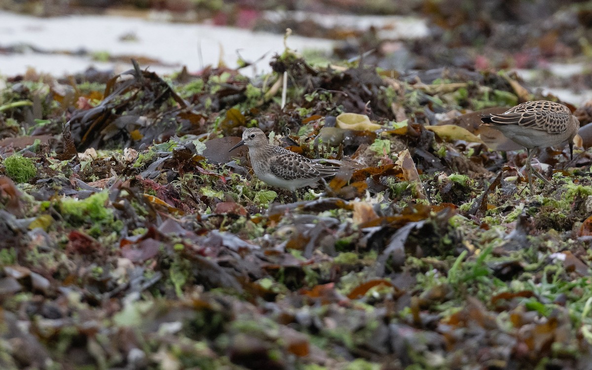 Baird's Sandpiper - ML643987725
