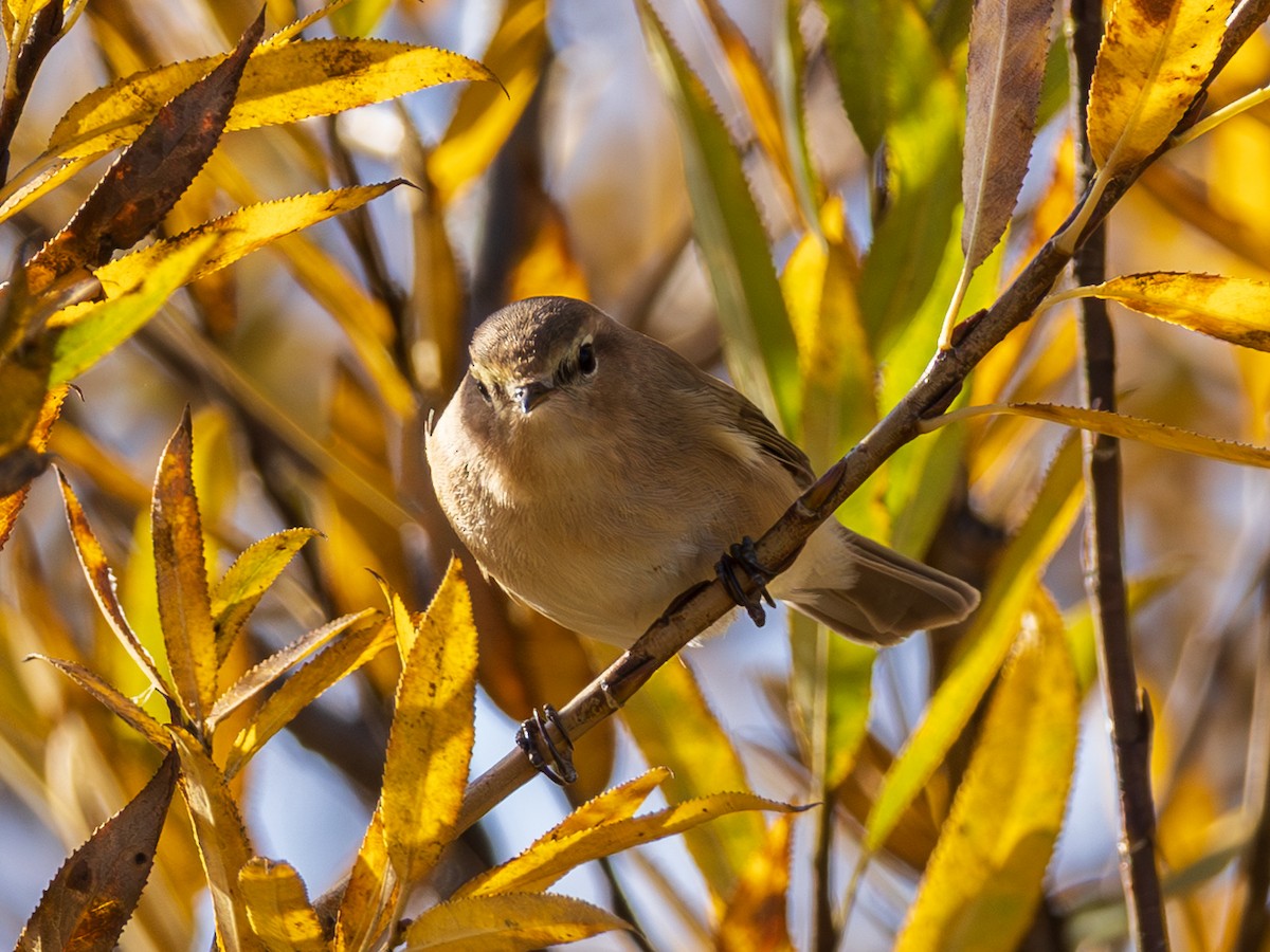 Mountain Chiffchaff (Caucasian) - ML643987746