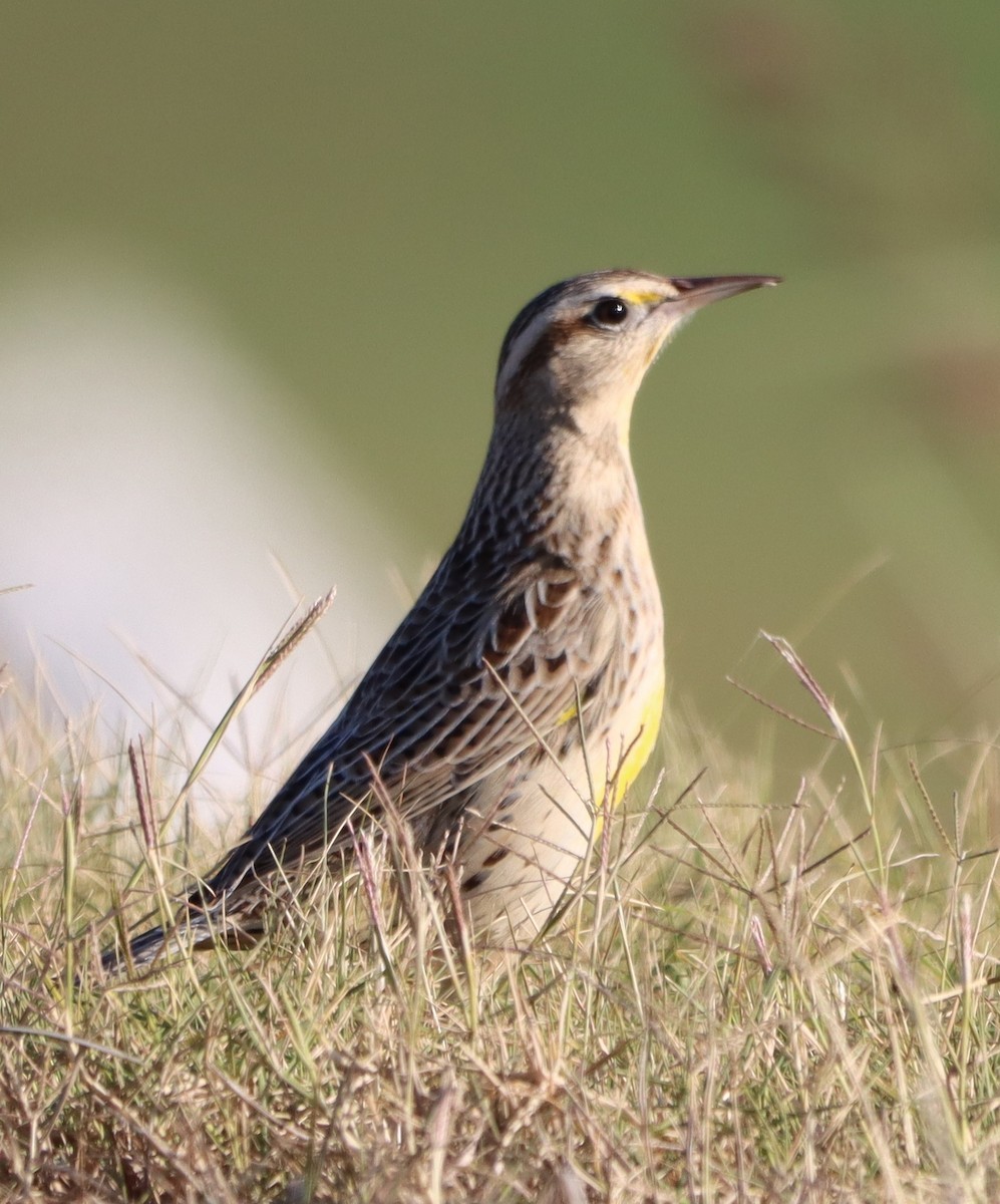 Eastern Meadowlark - ML643987760