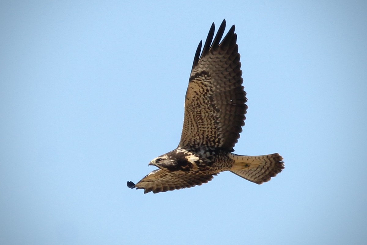 Swainson's Hawk - ML643987761