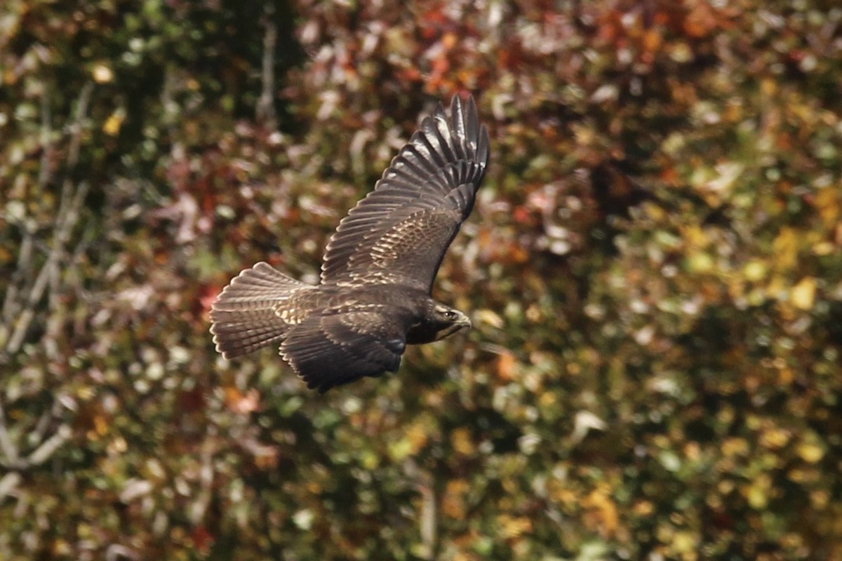 Swainson's Hawk - ML643987762