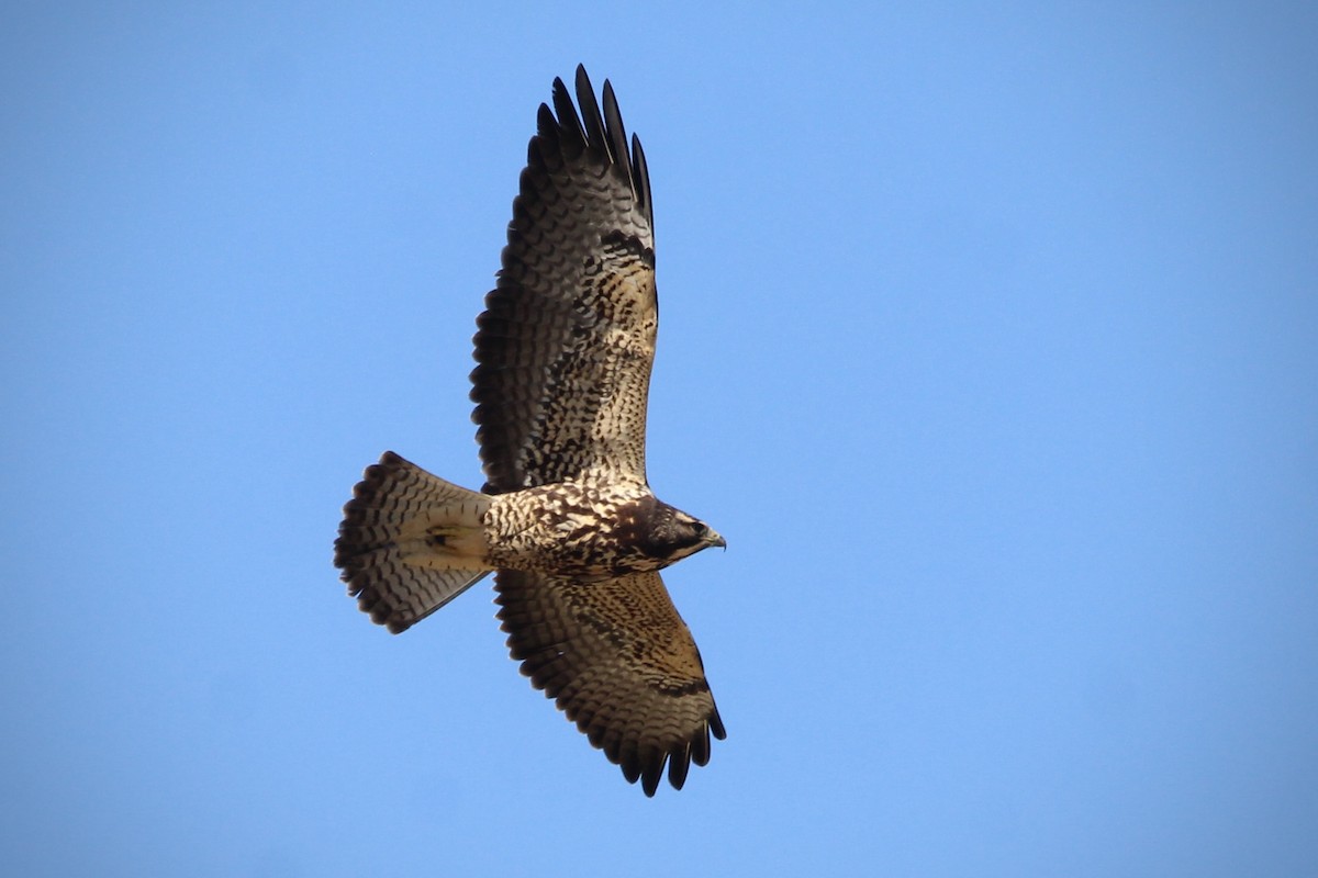 Swainson's Hawk - ML643987764