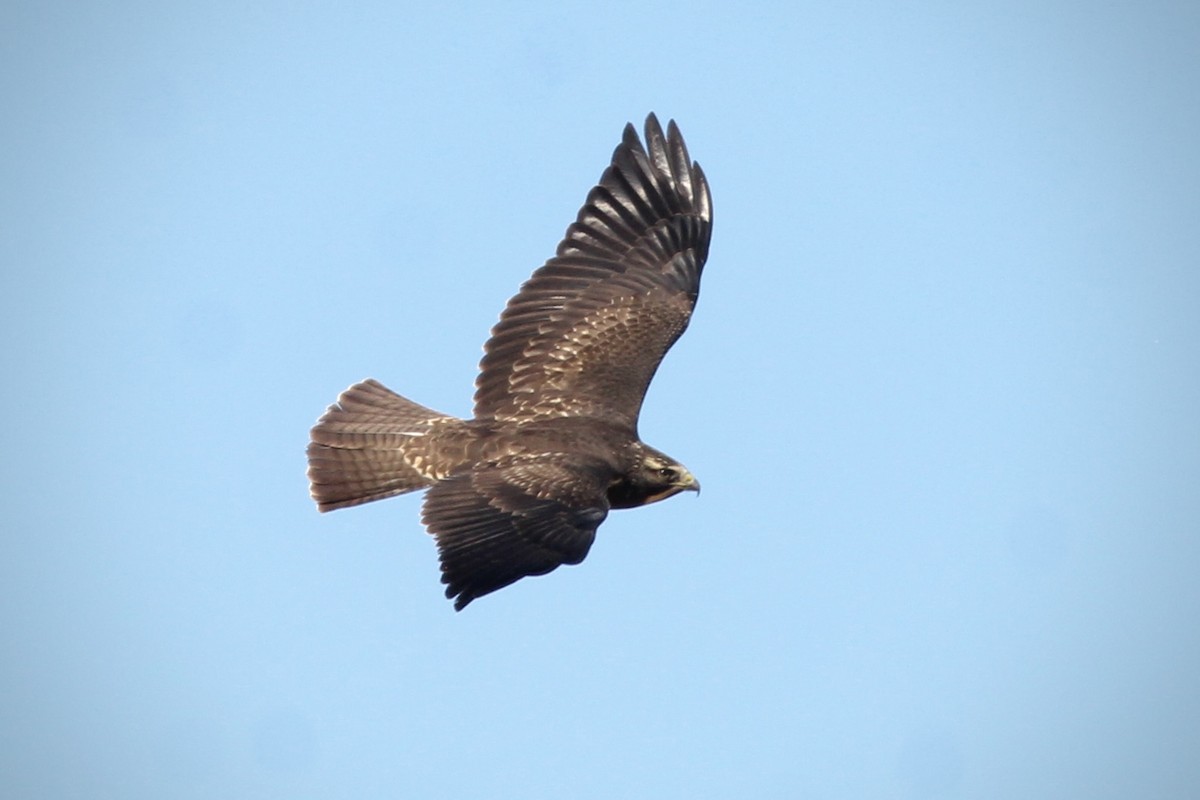 Swainson's Hawk - ML643987765