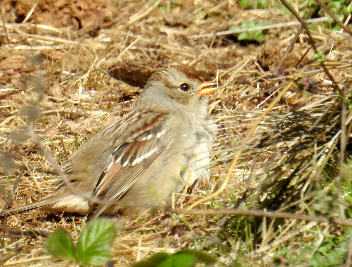 White-crowned Sparrow - ML643987809