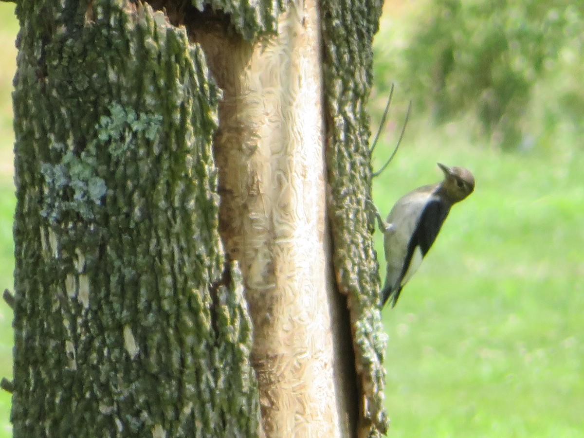 Red-headed Woodpecker - ML64398781