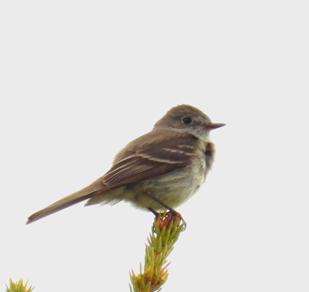Dusky Flycatcher - ML643987814