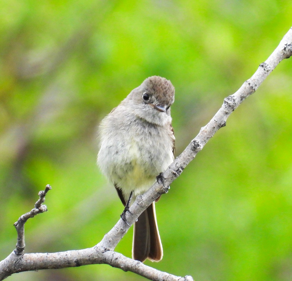 Dusky Flycatcher - ML643987815