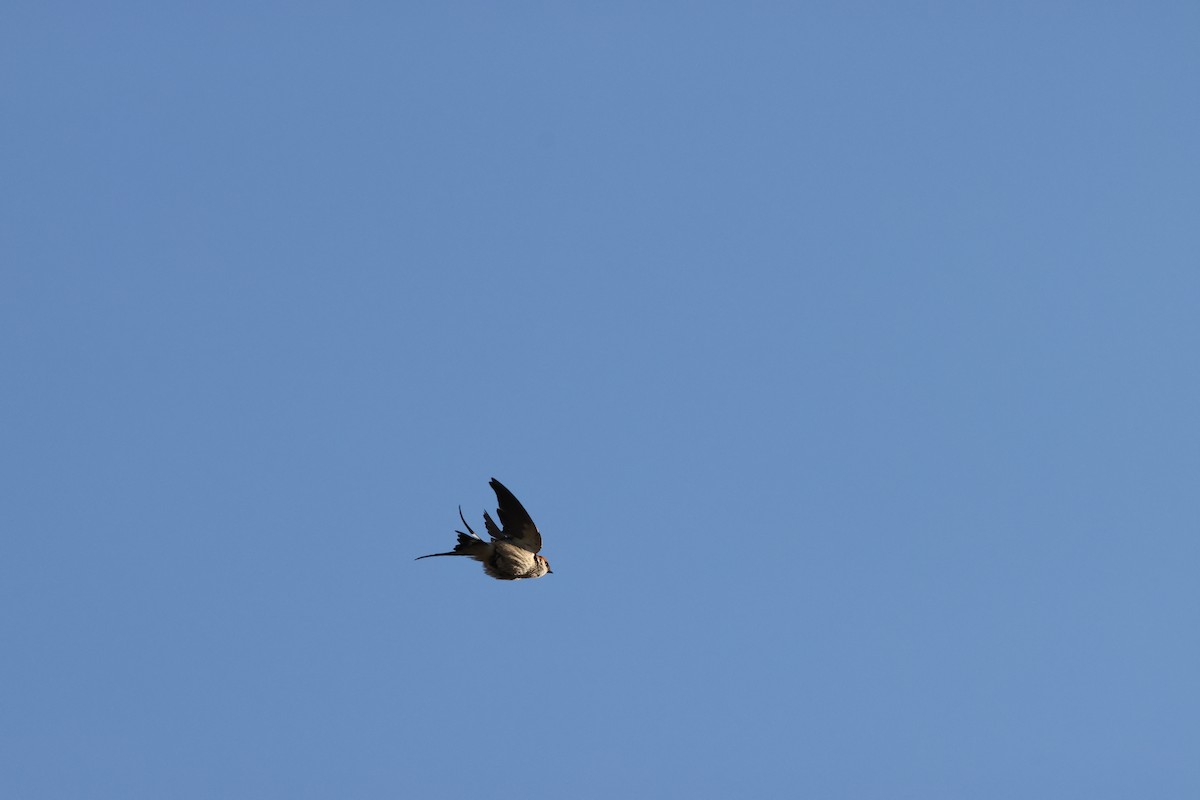Greater Striped Swallow - ML643987818