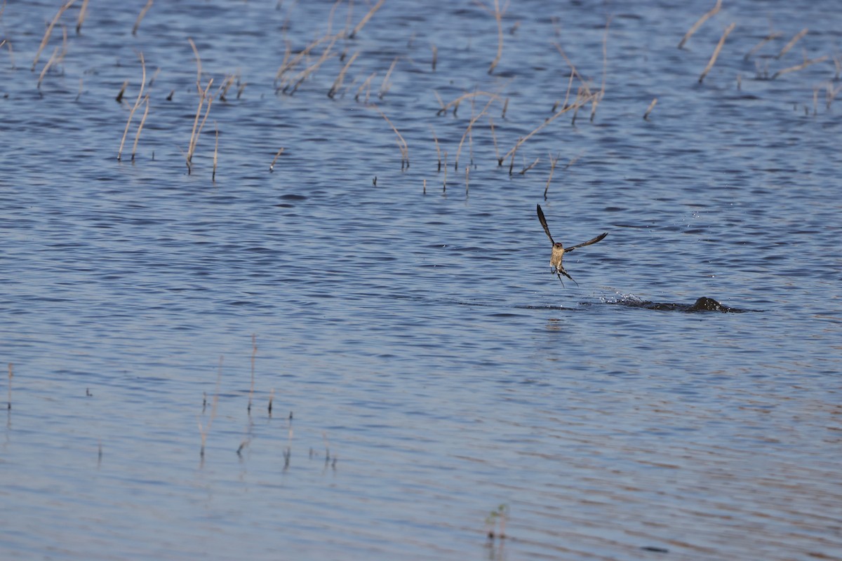 Greater Striped Swallow - ML643987819