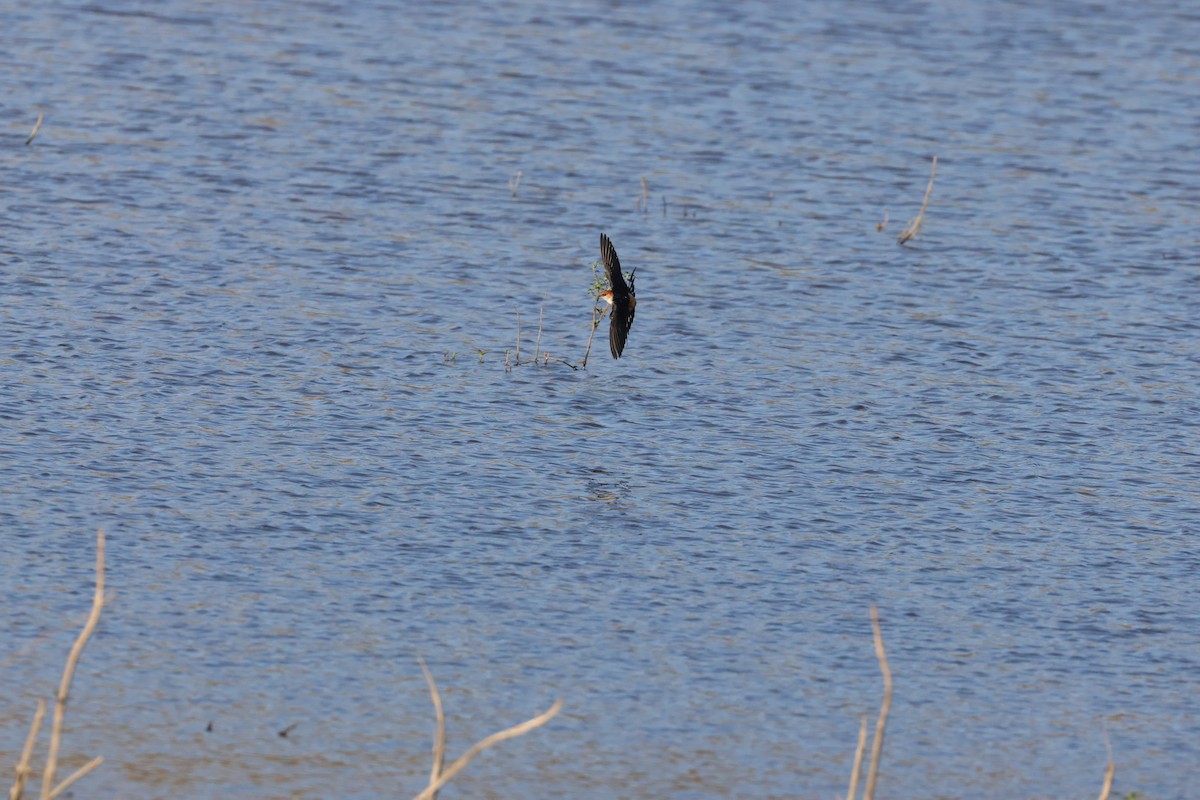 Greater Striped Swallow - ML643987820