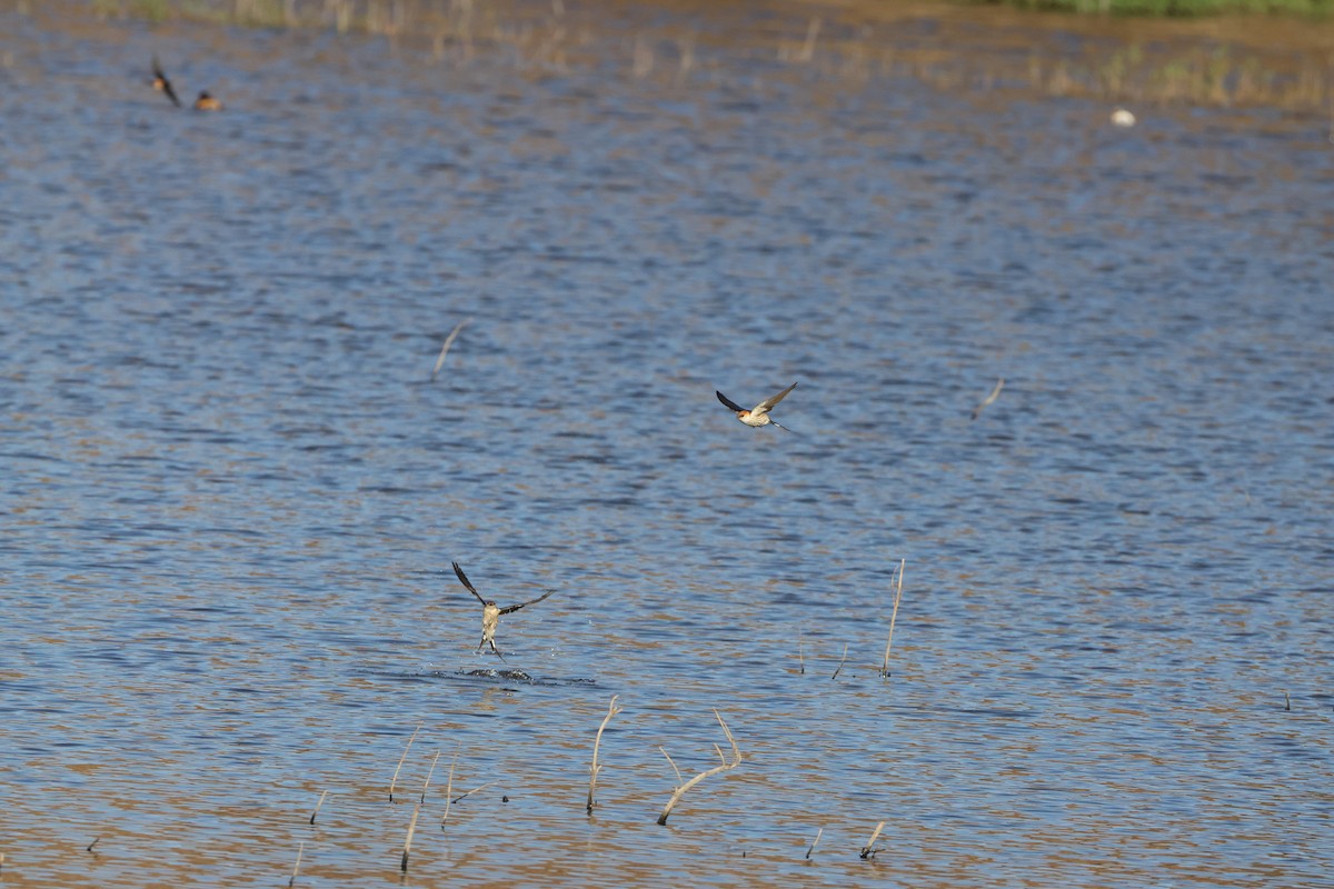 Greater Striped Swallow - ML643987821