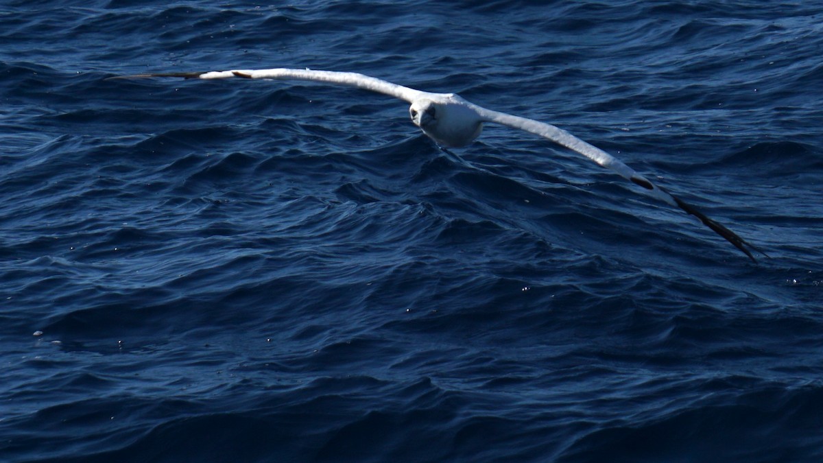 Northern Gannet - ML643987824