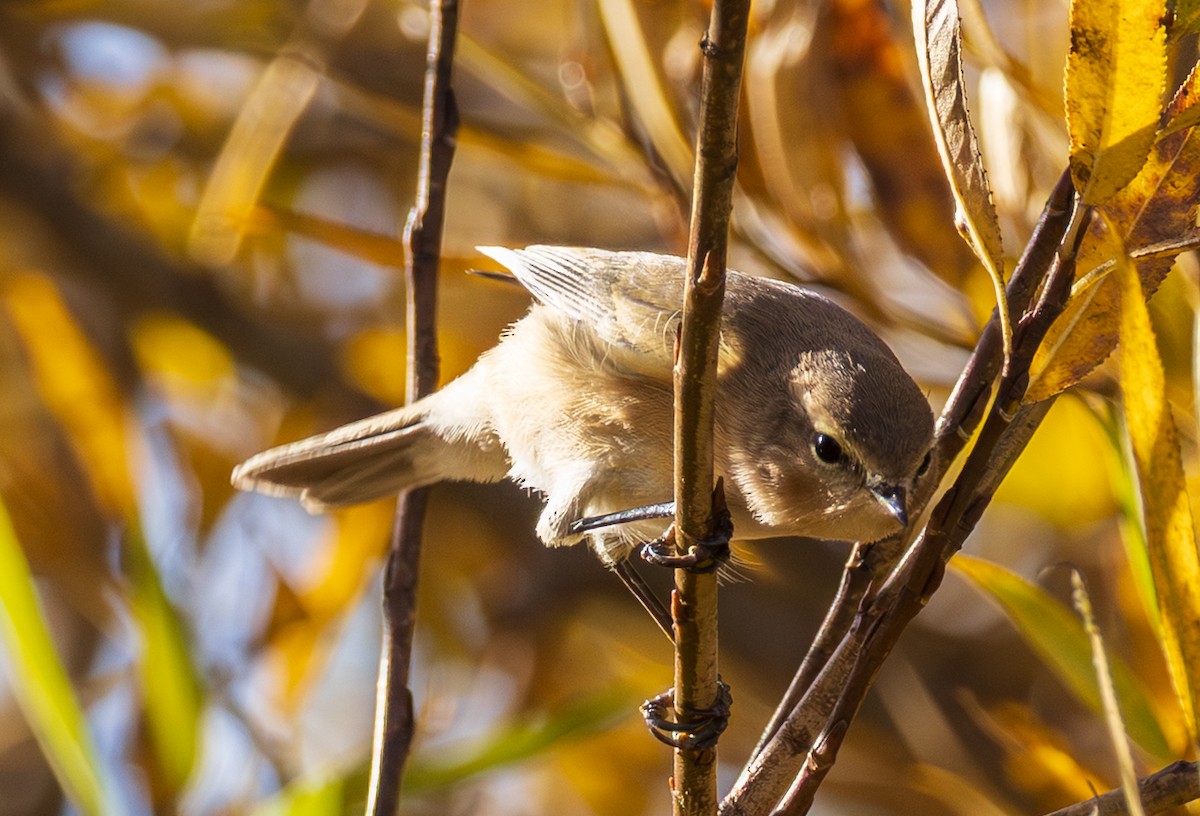 Mountain Chiffchaff (Caucasian) - ML643987825