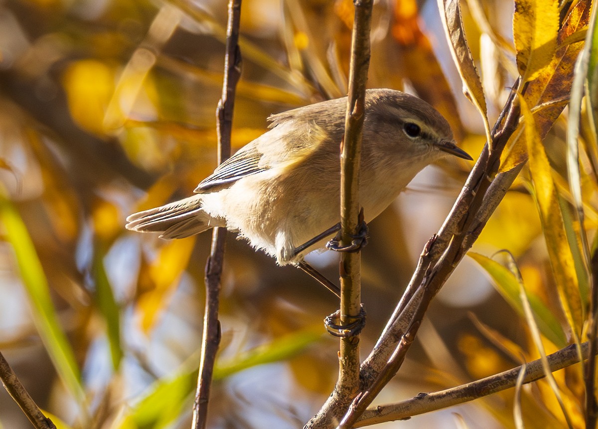 Mountain Chiffchaff (Caucasian) - ML643987826