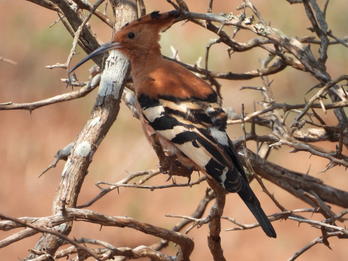 Eurasian Hoopoe - ML643987834