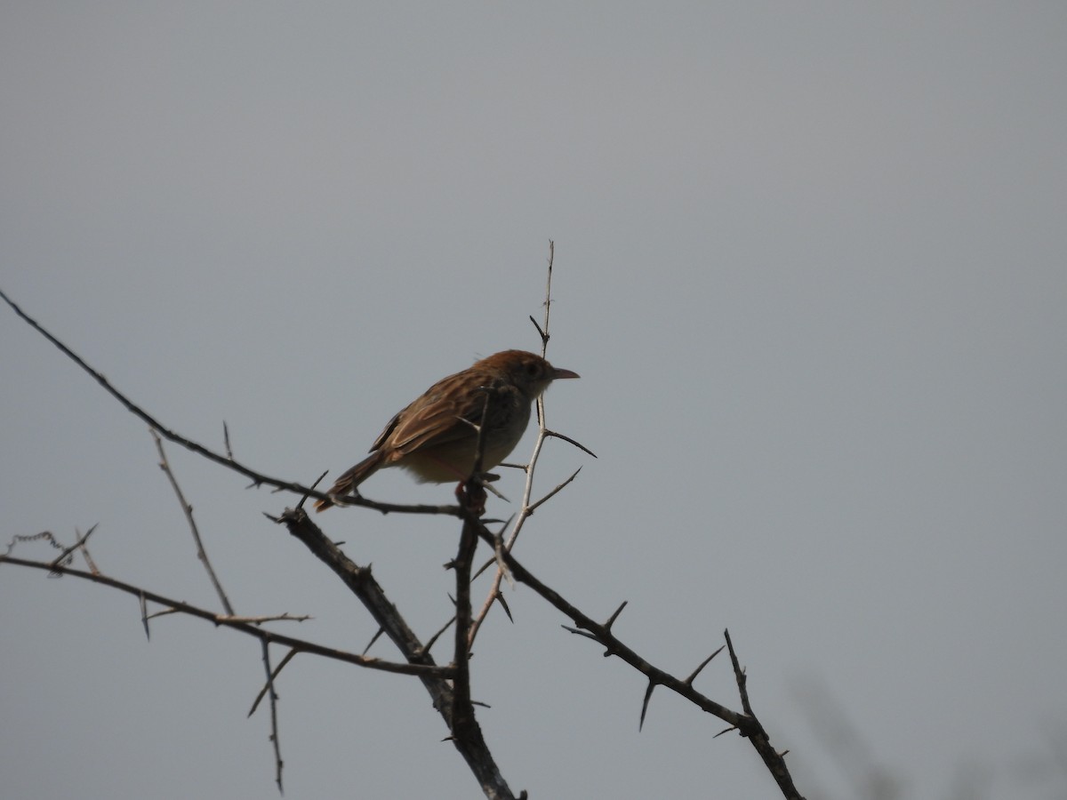 Rattling Cisticola - ML643987836