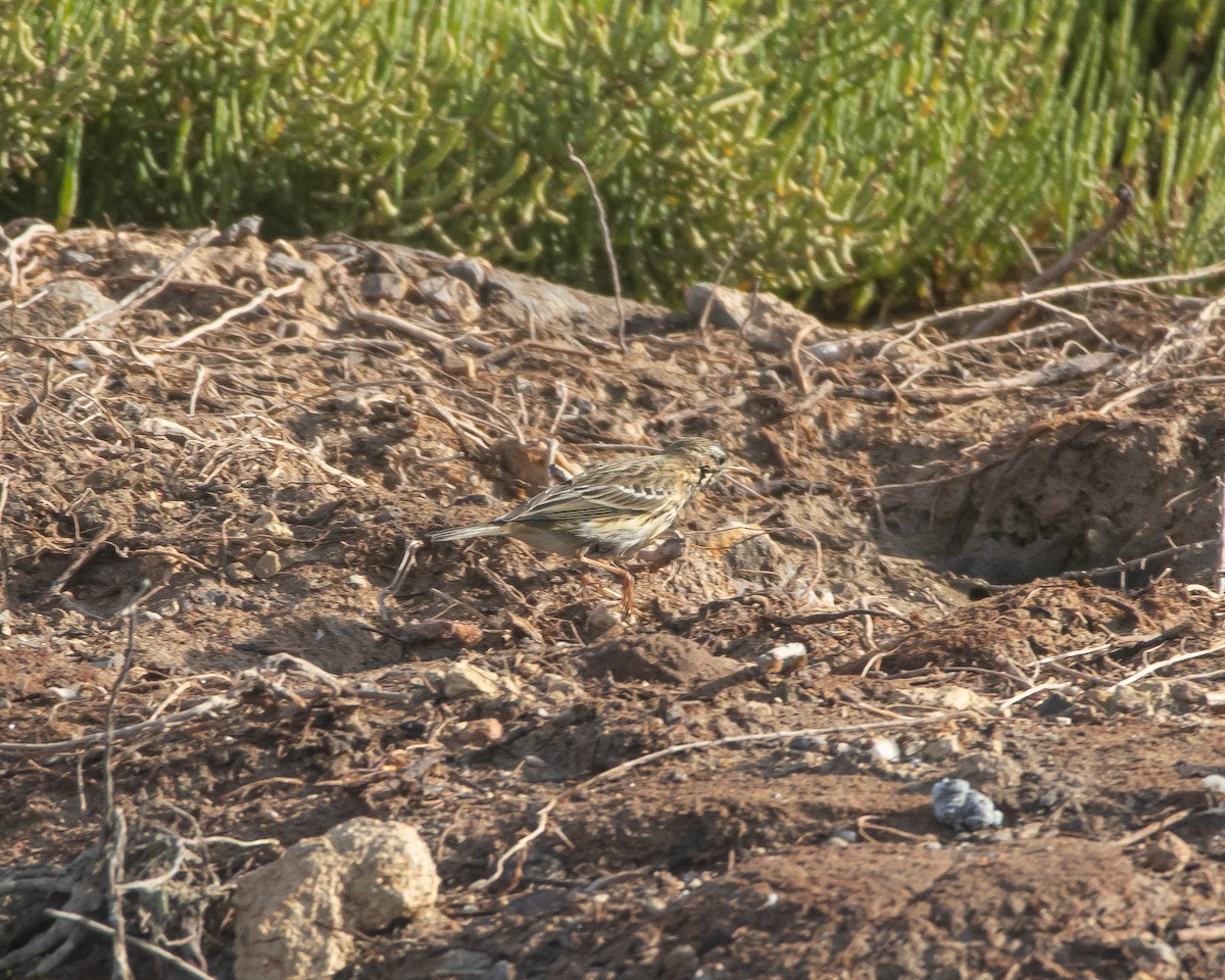 Meadow Pipit - ML643987857