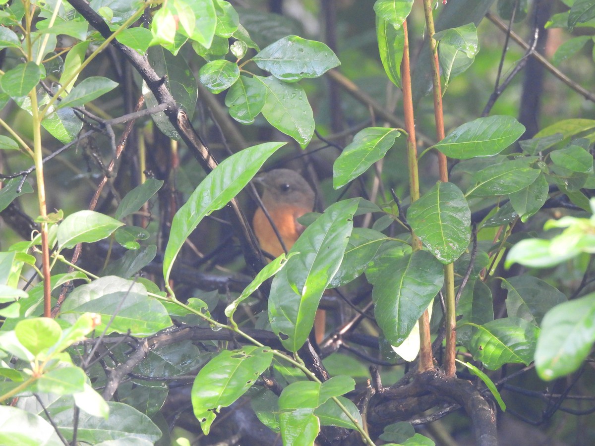 アカチャツグミマイコドリ - ML643987858