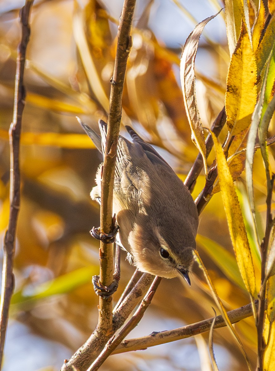 Mountain Chiffchaff (Caucasian) - ML643987860