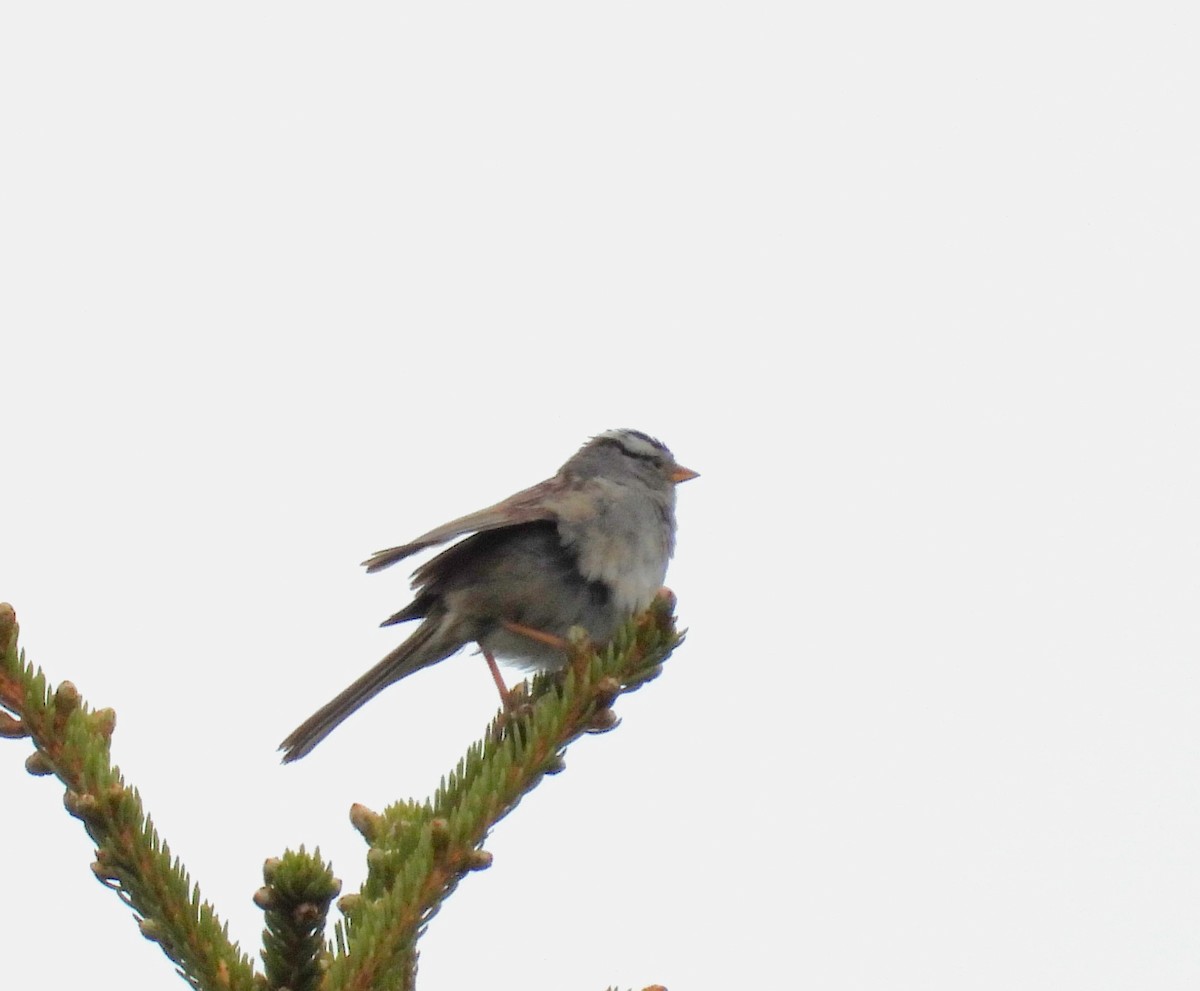 White-crowned Sparrow (Gambel's) - ML643987868