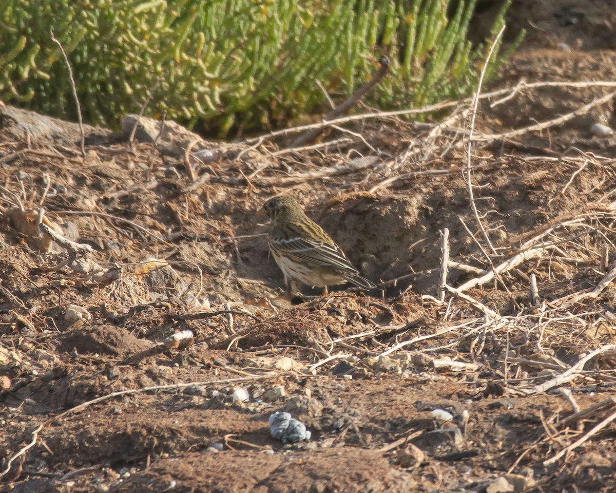 Meadow Pipit - ML643987901