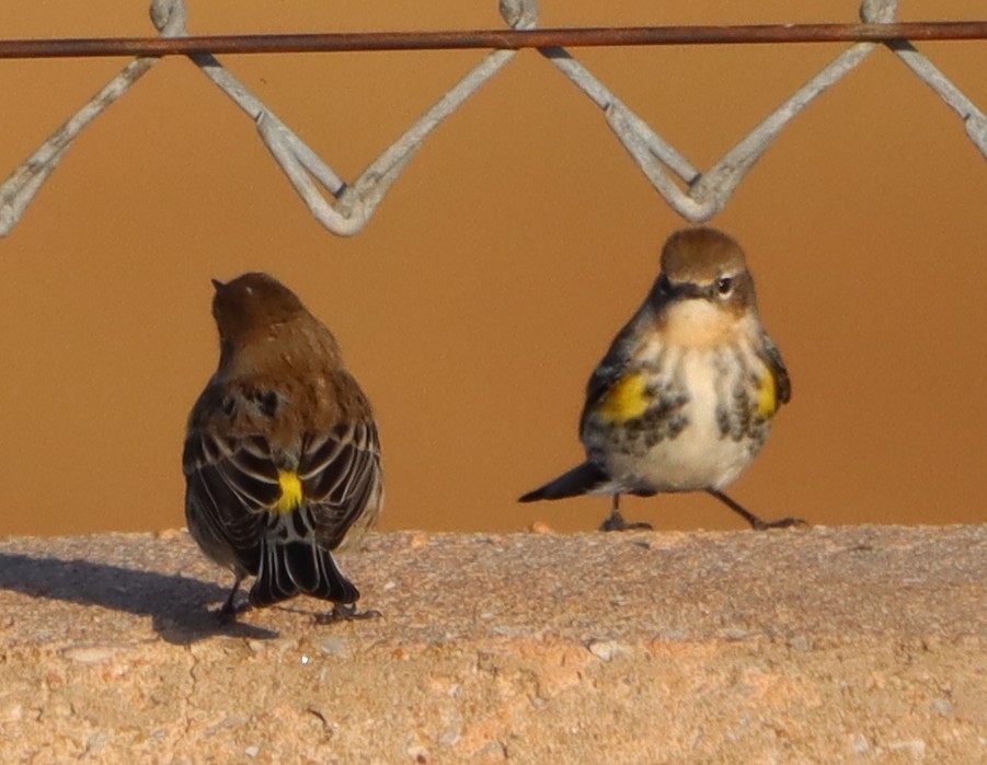 Yellow-rumped Warbler - ML643987903