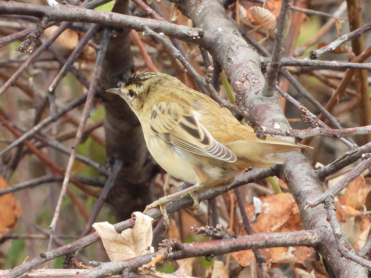 Sedge Warbler - ML643987909