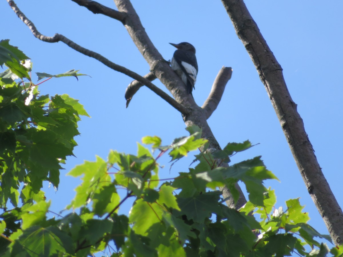 Red-headed Woodpecker - ML64398791