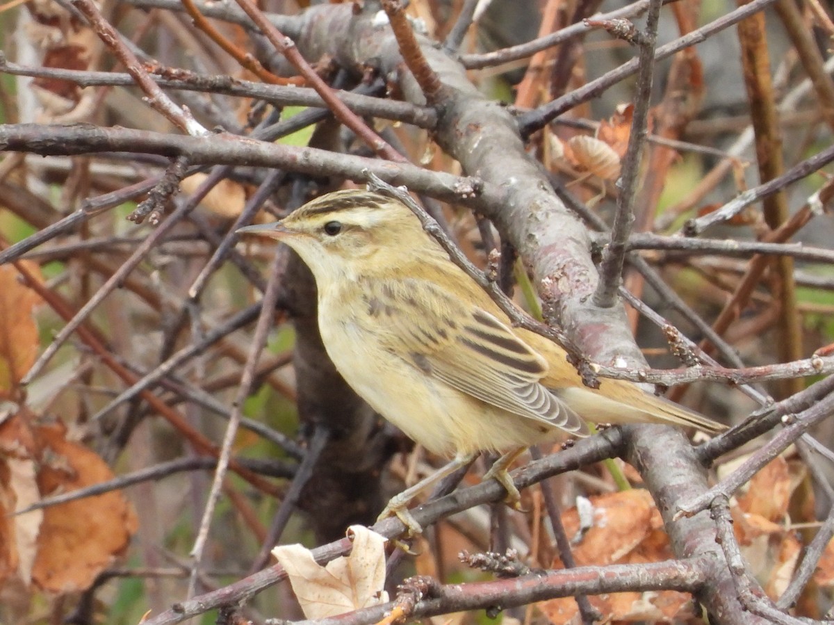 Sedge Warbler - ML643987910