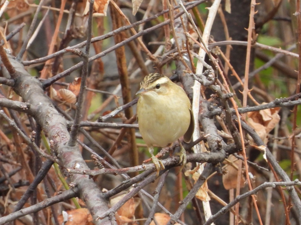Sedge Warbler - ML643987911