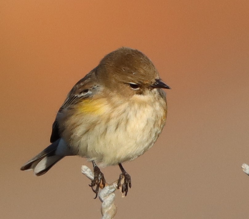 Yellow-rumped Warbler - ML643987919