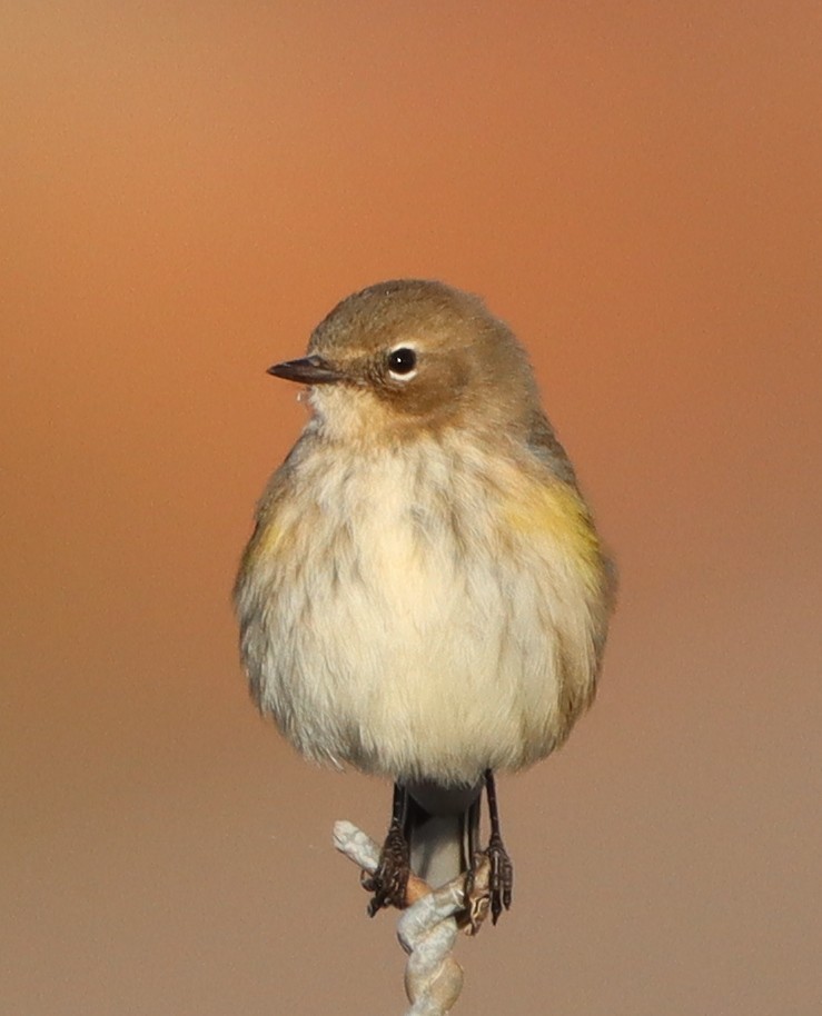 Yellow-rumped Warbler - ML643987920