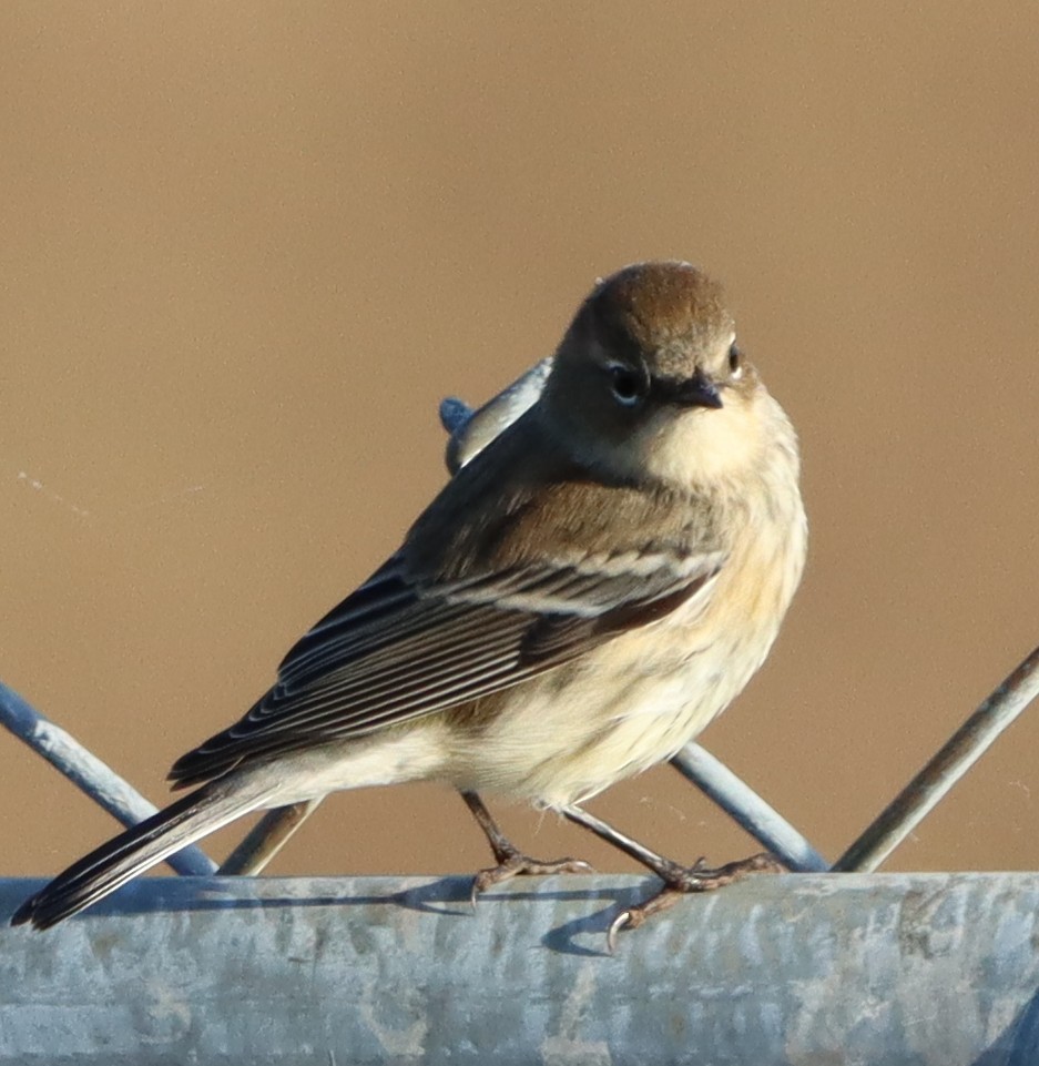 Yellow-rumped Warbler - ML643987921