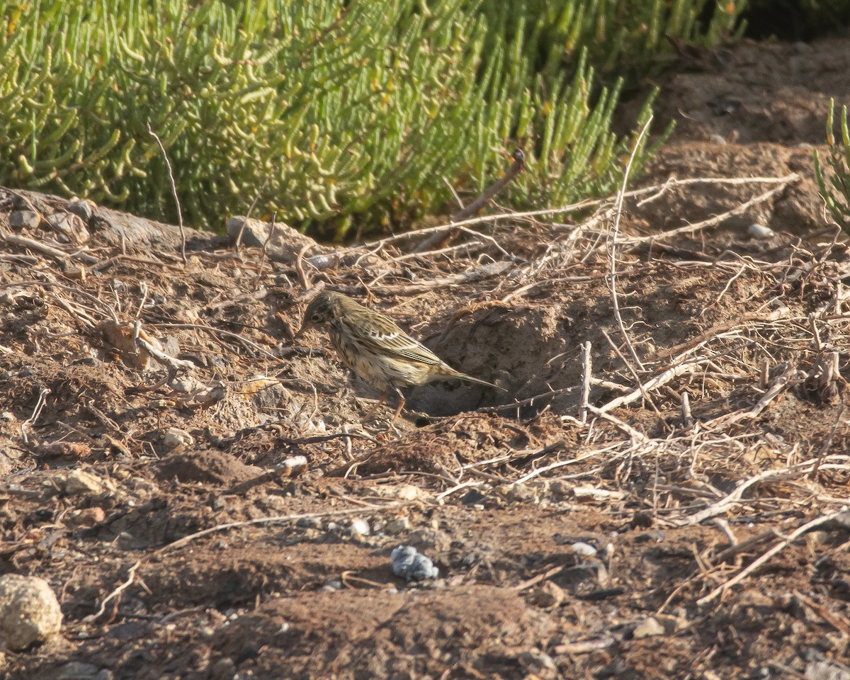 Meadow Pipit - ML643987931