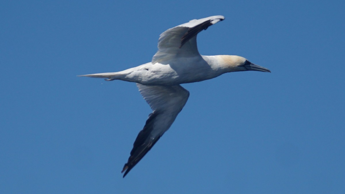 Northern Gannet - ML643987943