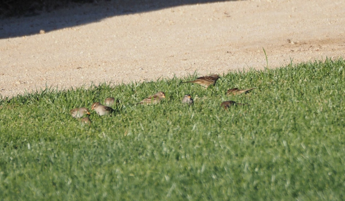 White-crowned Sparrow - ML643987952
