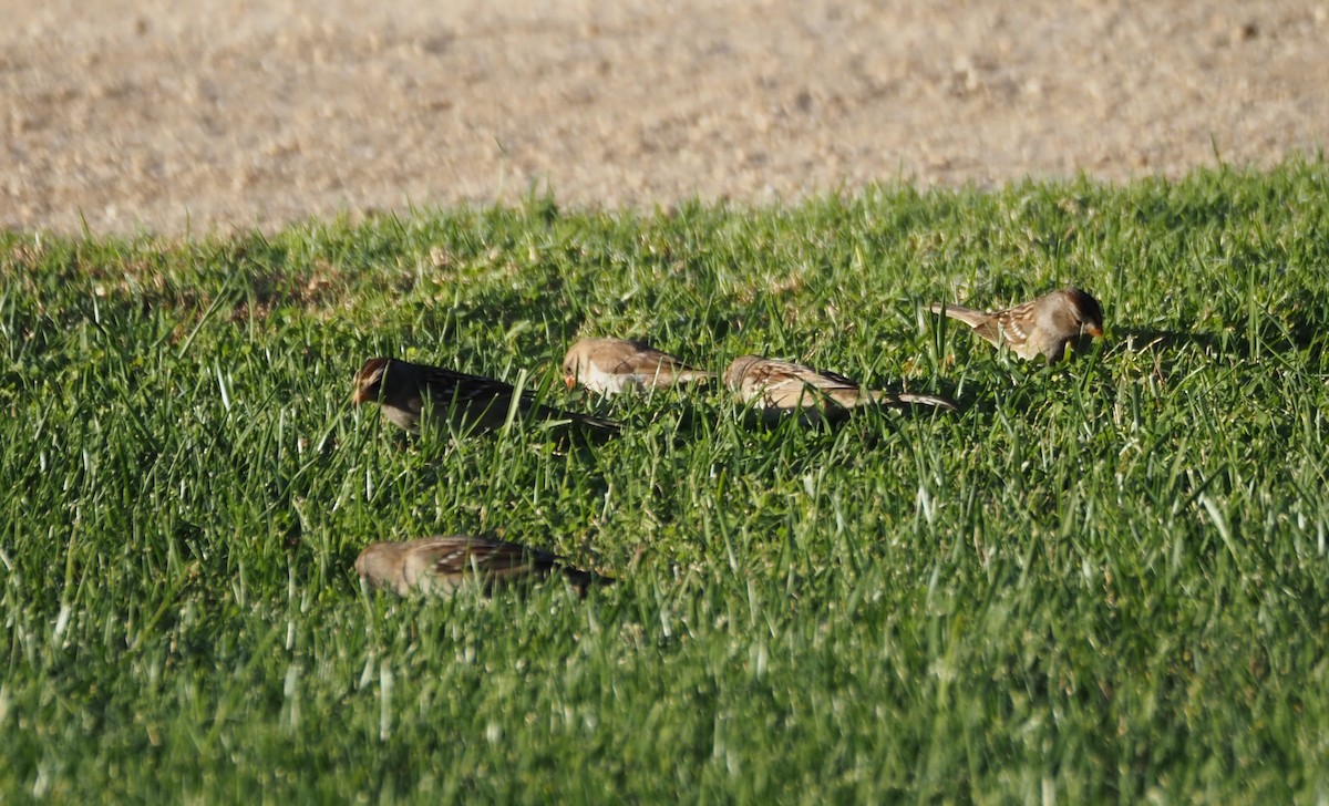 White-crowned Sparrow - ML643987953