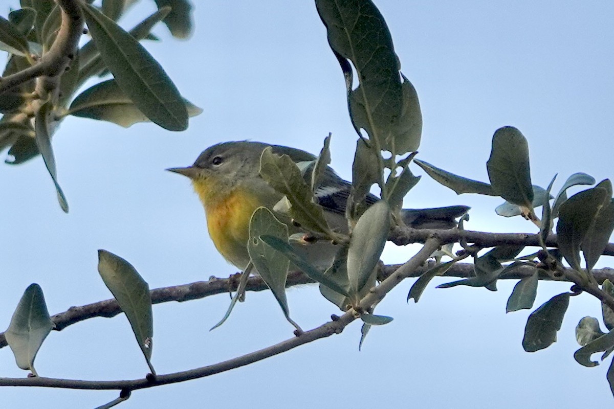 Northern Parula - ML643987970