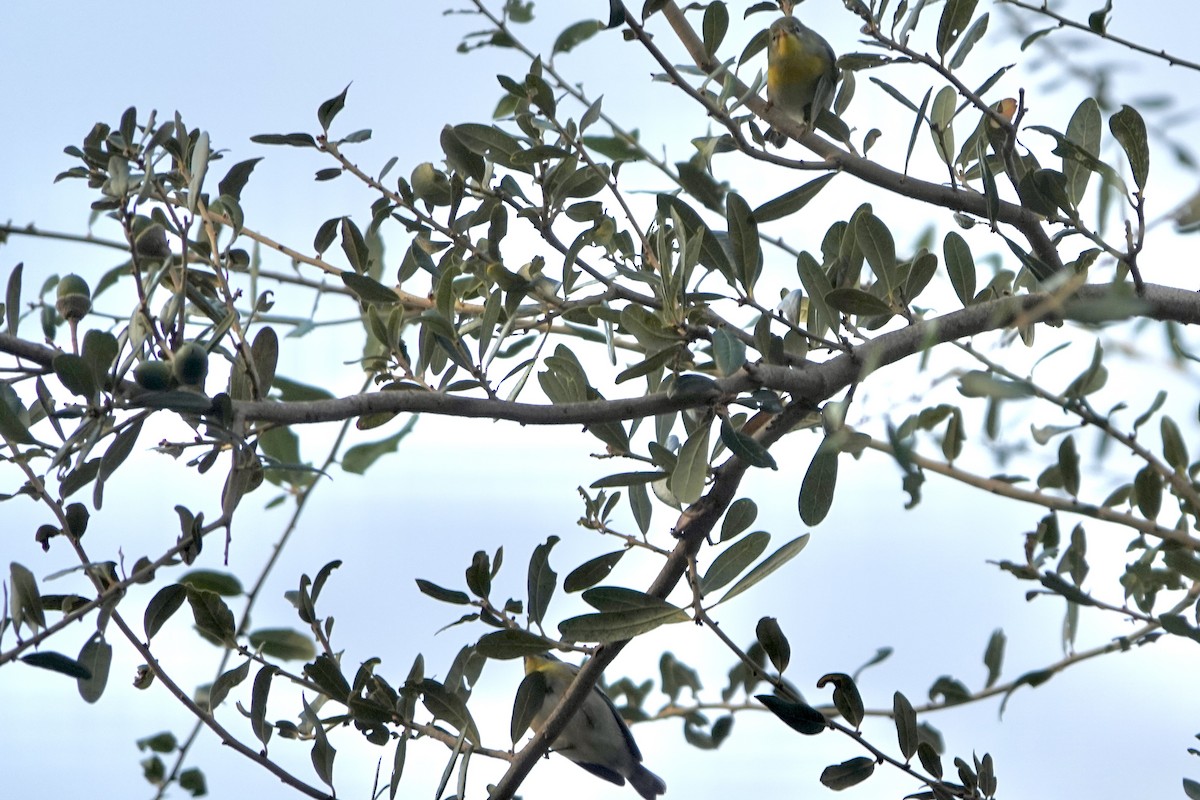 Northern Parula - ML643987977