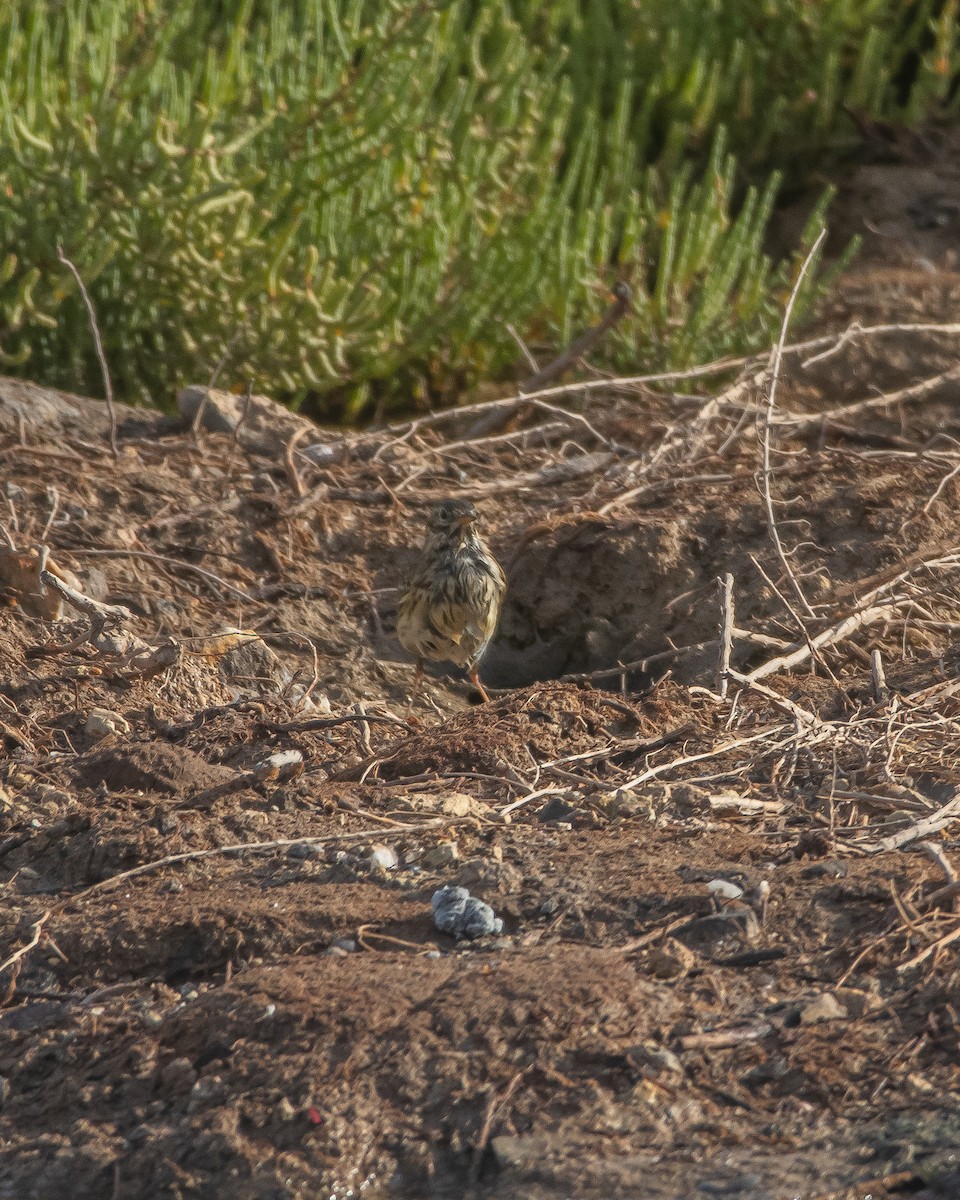 Meadow Pipit - ML643987986