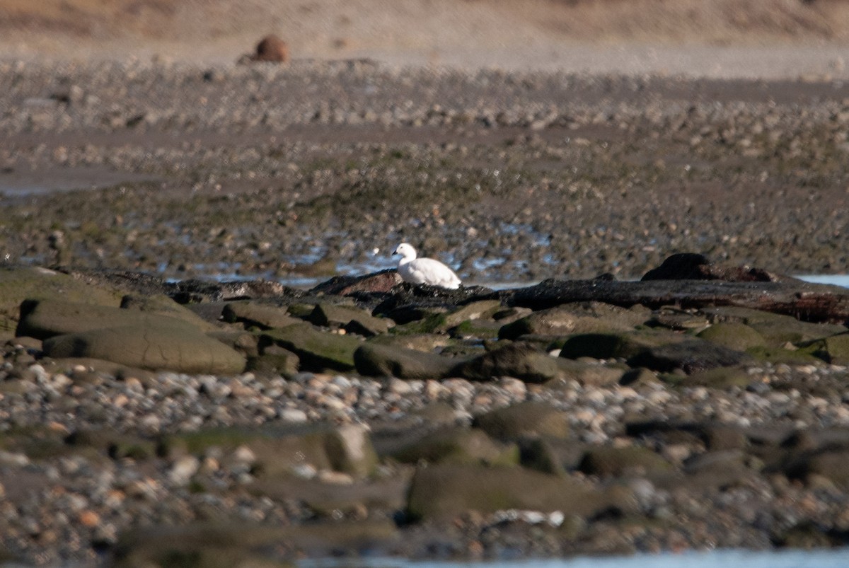 husice patagonská - ML643987995