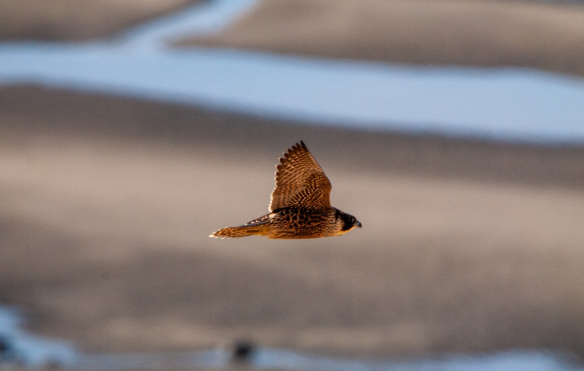 sokol stěhovavý - ML643987999