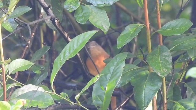 アカチャツグミマイコドリ - ML643988001