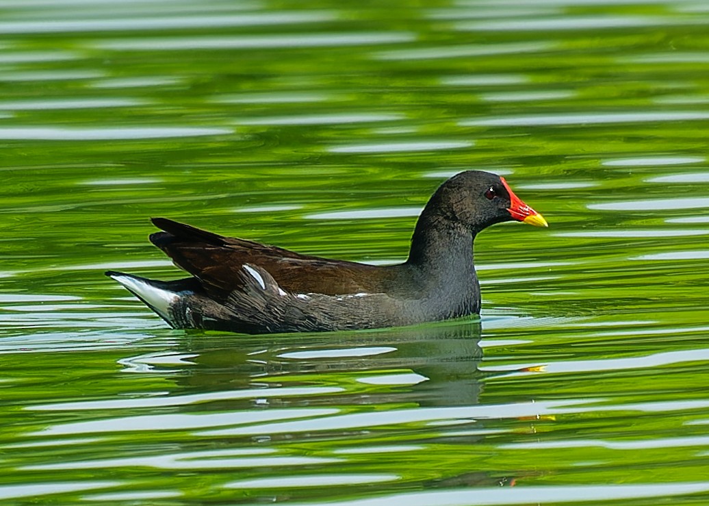 Eurasian Moorhen - ML643988002